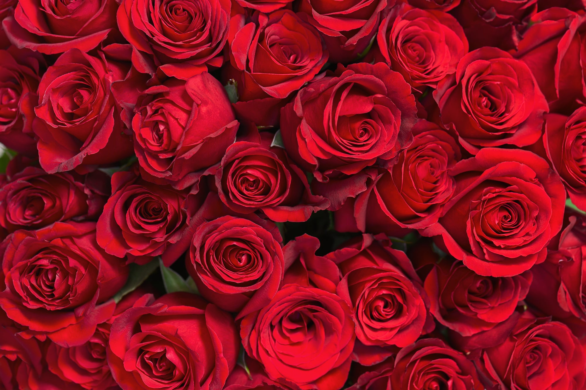 Many Red Roses